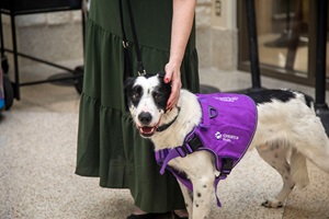 dog chaplain Broadway